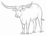 Longhorn Coloring Texas Drawing Pages Draw Printable Cow Drawings Bull Step Longhorns Tutorials Animal Supercoloring Clipart Getdrawings Kids Realistic Categories sketch template