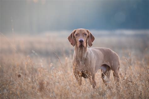 gun dog hall  fame    hunting breeds  hit  field outdoor enthusiast lifestyle