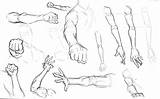 Arm Drawing Arms Sketch Hand Human Drawings Grabbing Anatomy Quality High Pencil Draw Hands Reference Character Realistic Getdrawings Body Pucca sketch template