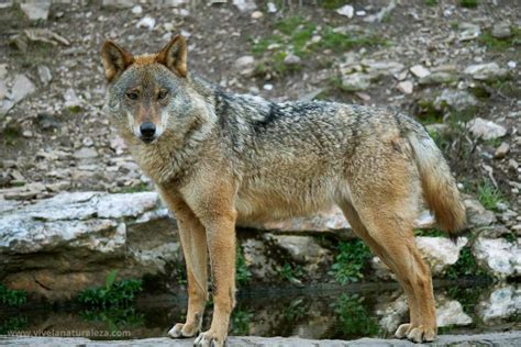 lobo canis lupus vive la naturaleza