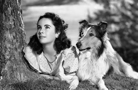 Courage Of Lassie 1946 Turner Classic Movies