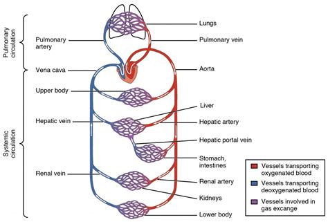 structure  function  blood vessels anatomy  physiology ii
