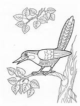 Cuckoos Cuckoo Coloring4free Sheets 1352 sketch template