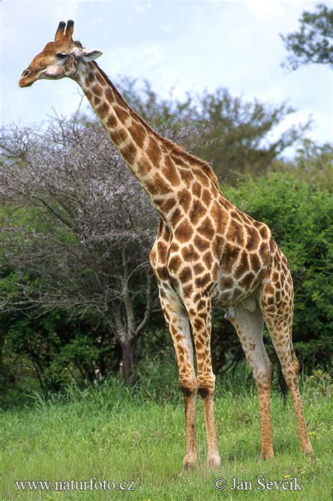 giraffe  giraffe images nature wildlife pictures naturephoto