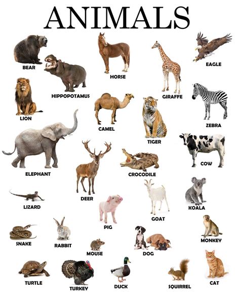 instant  printable animals educational poster montessori