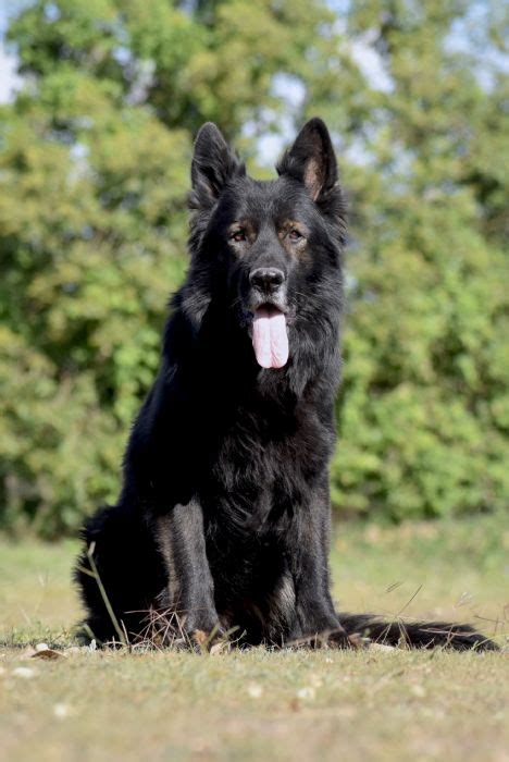 von darcor german shepherds