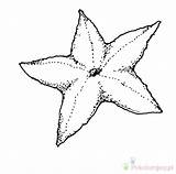 Starfish Rozgwiazda Kolorowanki Coloring4free Dla Bestcoloringpagesforkids Seastar sketch template