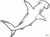 Shark Coloring Pages Hammerhead Library Clipart sketch template