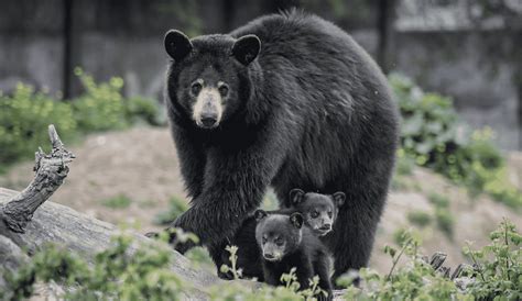 video   sweet mama bear struggling    cubs  busy road