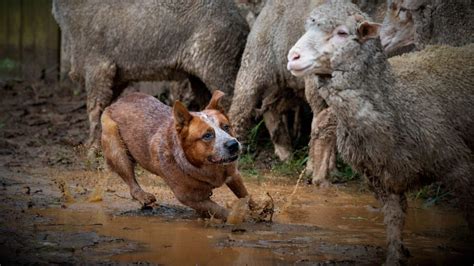 bessie extends warm   cattle dog country muswellbrook shire council