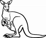 Kangaroo Canguro Cangurus Pintar Kangaroos Canguru Dibujosonline Kangroo Wecoloringpage Macropus sketch template