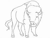 Bison Coloring Lineart sketch template