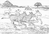 Zebra Corriendo Caballos Zebras Pradera Cebras Dibujo Pferde Laufen Zebry Zwierzęta sketch template