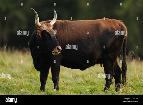 aurochs  res stock photography  images alamy
