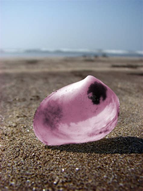 pink shell stock photo image  seaside beach sand