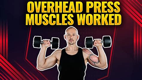 discover  overhead press muscles worked   variations