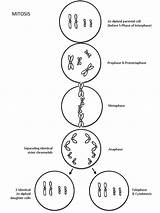 Meiosis Mitosis Maternal Chromosomes Paternal Ecdn Chromosome sketch template