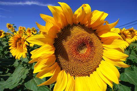 reasons  sunflowers   multi purpose prep  sleuth journal