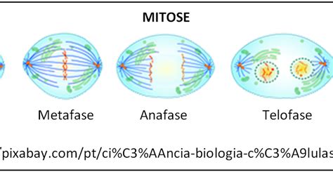 ciencias biologicas biologia celular mitose  meiose