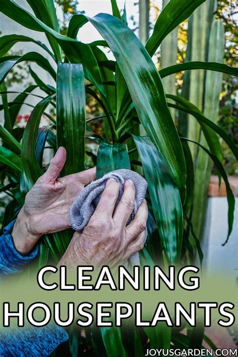 cleaning houseplants   clean  houseplants