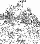Kansas Coloring Sunflower Bird State Flower Pages Printable Meadowlark Wild Flowers Birds Dibujo Sheets Medium Categories sketch template