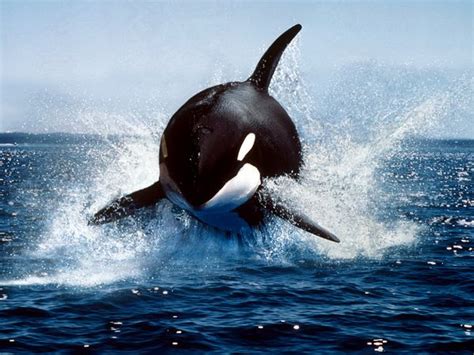 killer whale fun animals wiki  pictures stories