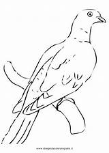 Colombo Piccione Uccelli sketch template