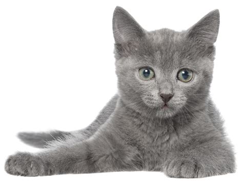 chat gris magnifique fontainepourchatcom