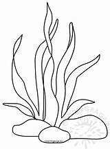 Coloring Seaweed sketch template