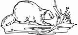 Beaver Coloring Pages Clipart Color Beavers Dam Building Wildlife Clip Realistic Otter Porcupine River Line Drawings Gif Designlooter Animals Library sketch template