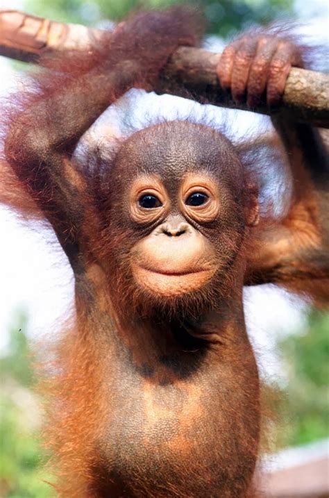 hermosas imagenes  descargar gratis de animales de la selva