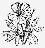 Wildflowers Wildflower Clipartkey 150kb sketch template