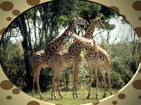 giraffe pictures  facts