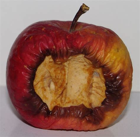 rotten apple autumn pinterest