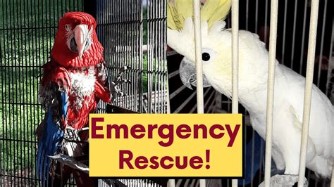 emergency parrot rescues   bird communitys  parrot town