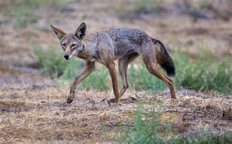 coyote history   interesting facts