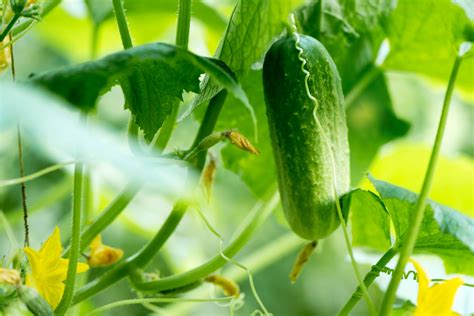 how to grow cucumbers 8 all star tips for your best crop yet