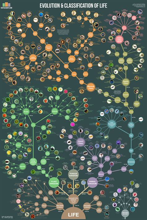 evolution classification  life usefulcharts