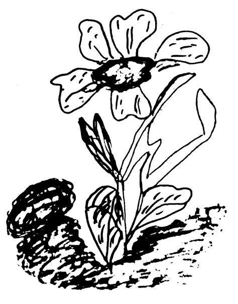 flower drawing   sri chinmoy sri chinmoy art daily blog