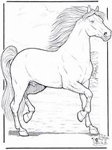 Paarden Pferd Kleurplaten Caballo Pferde Paard Horses Cavallo Colorat Malvorlage Planse Steigendes Desene Jetztmalen Caballos Cavalos Cavalli Malvorlagen Desenhos Animal sketch template
