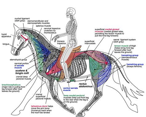 anatomie paard google zoeken paarden diergeneeskunde paardrijden