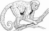 Coloring Monkeys Pages Printable Primates Via sketch template