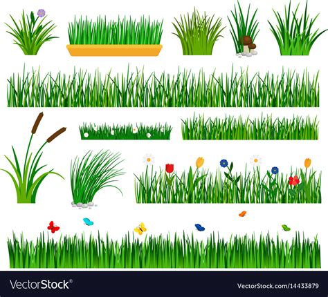 growing grass template  garden royalty  vector image
