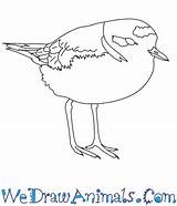 Plover Coloring Snowy Draw 350px 73kb Drawings Tutorial Print sketch template