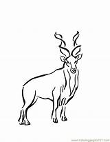 Coloring Pages Troy Bolton Buck Big Comments sketch template