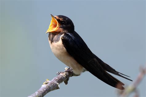 filebarn swallow hirundo rustica rustica singingjpg wikimedia commons