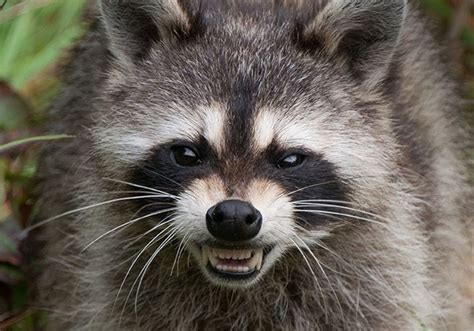 rabid raccoon captured  bethel park pittsburgh post gazette