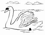 Swan Coloring Pages Drawing Colouring Color Printable Swans Drawings Animals Dot Samanthasbell Reference Getdrawings sketch template
