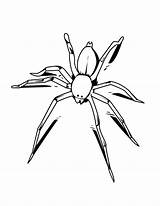 Spider Coloring Drawing Widow Awesome Pages Template Color Netart sketch template