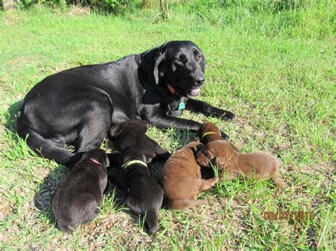 woods ferry labrador all of our puppies both male and female are